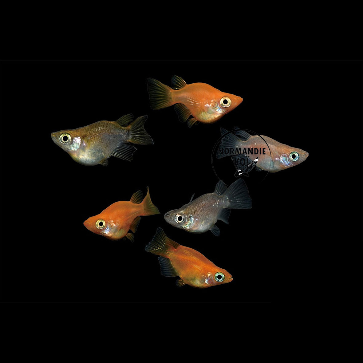 Oryzias latipes - Medaka Mix Daruma