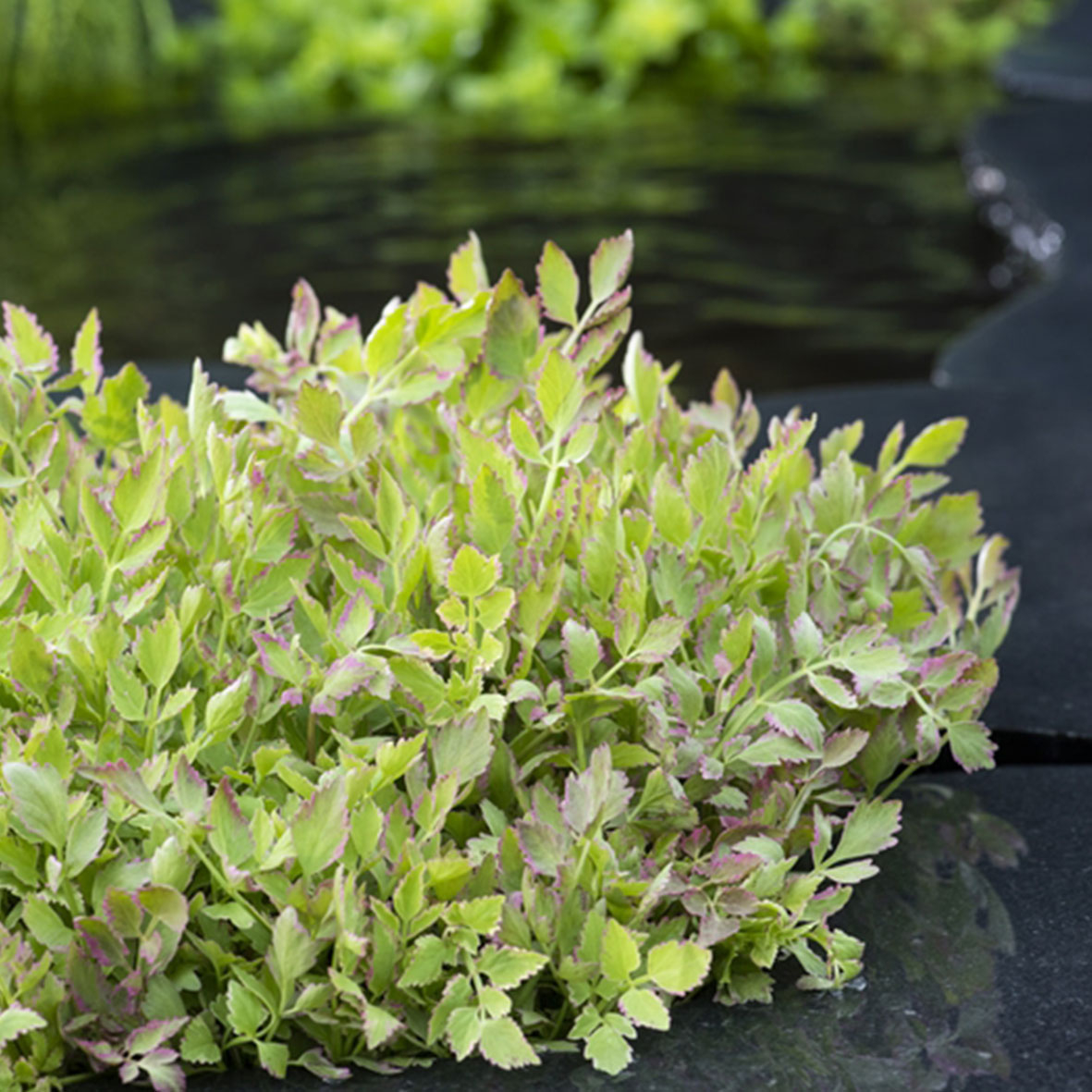 Oenanthe fistulosa ‘Flamingo’