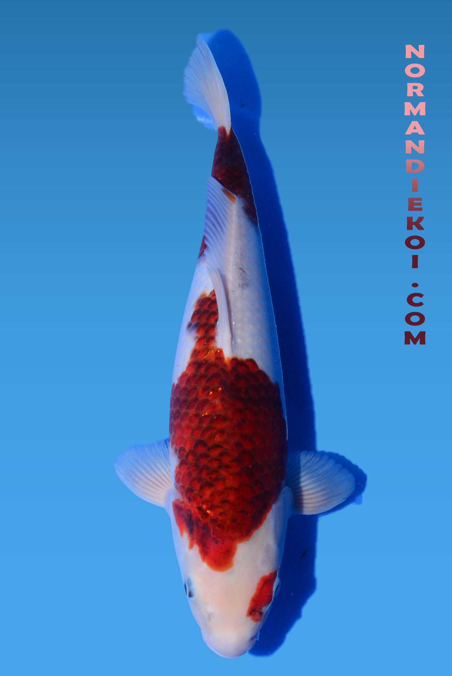 Goromo