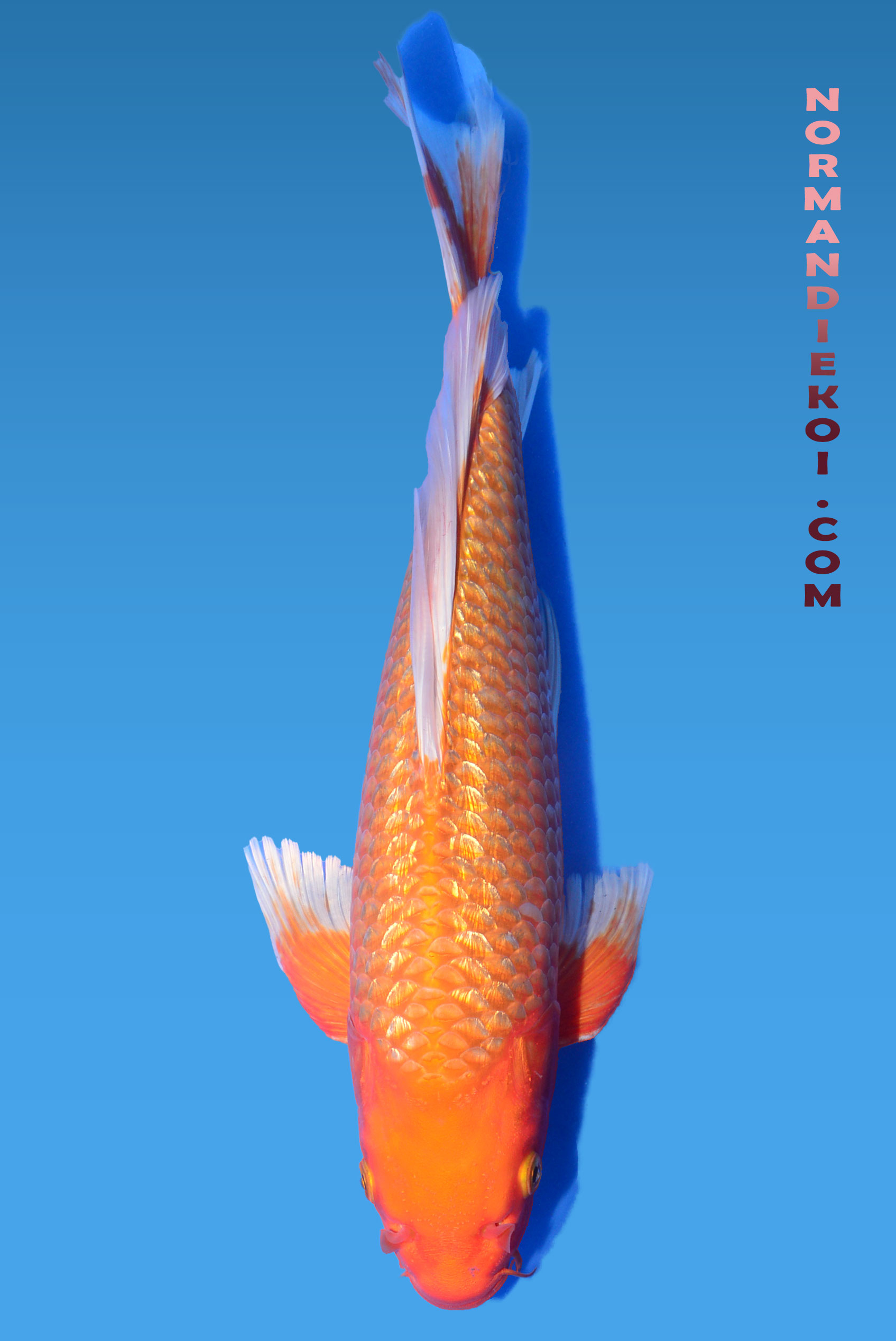 Ginrin benigoi