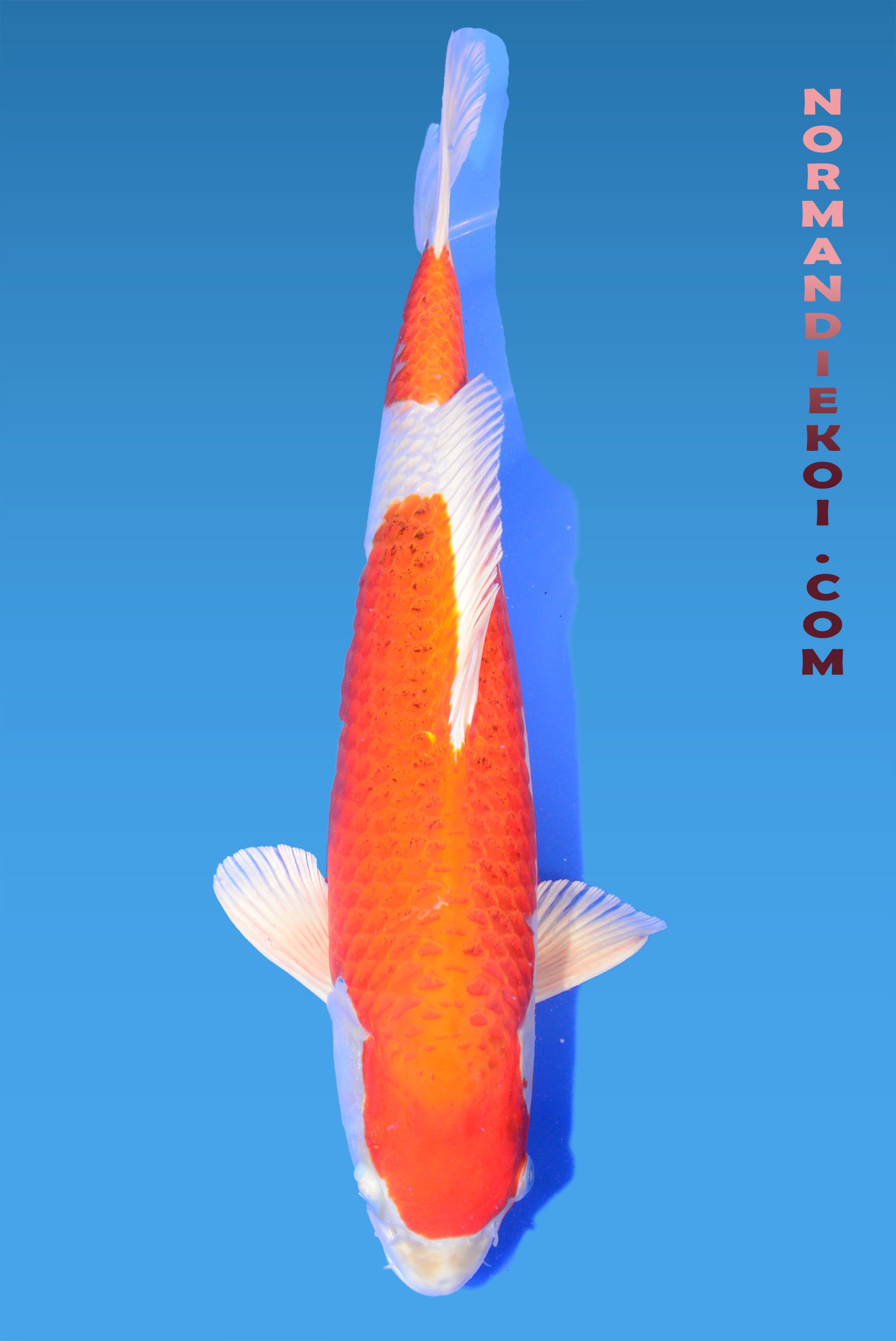 Sakura ogon