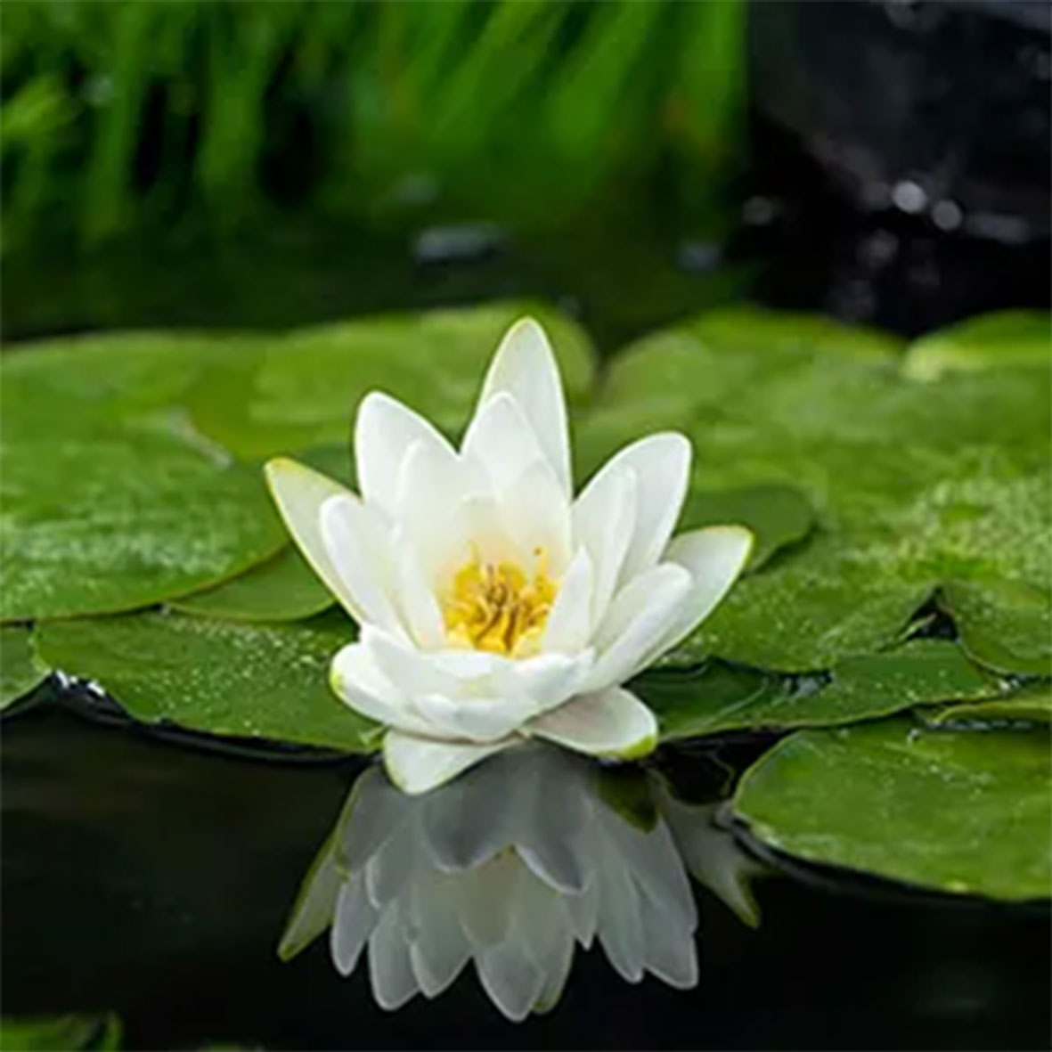Nymphaea 'Albatros'