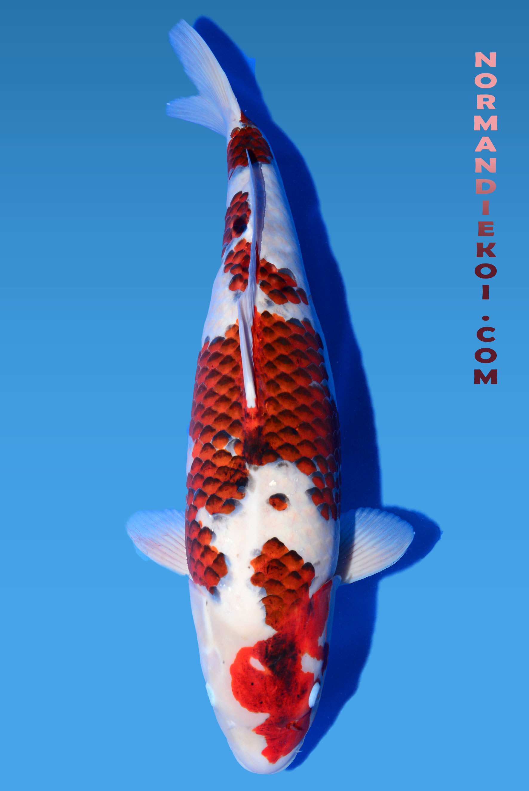 Goromo