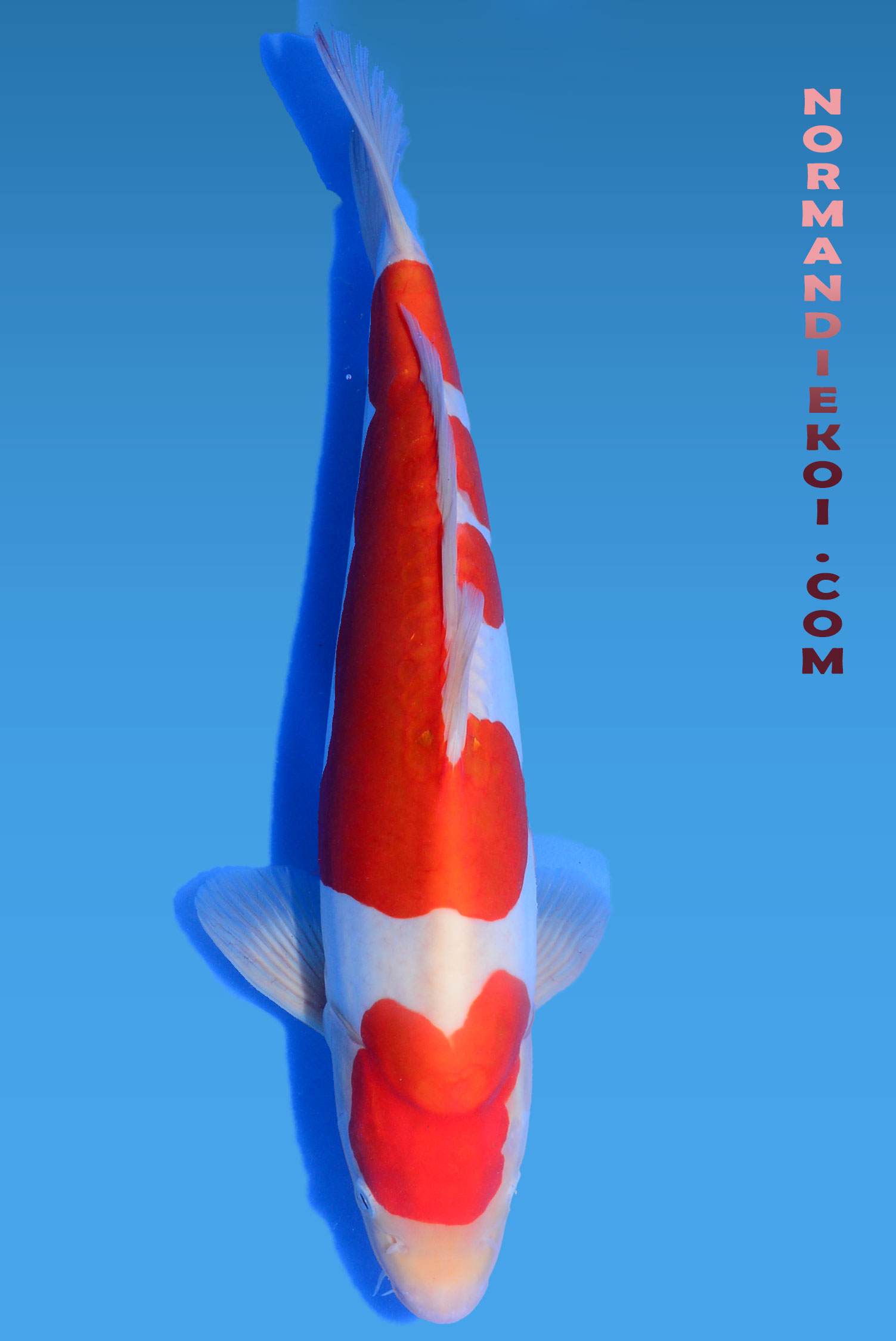 Doistu kohaku