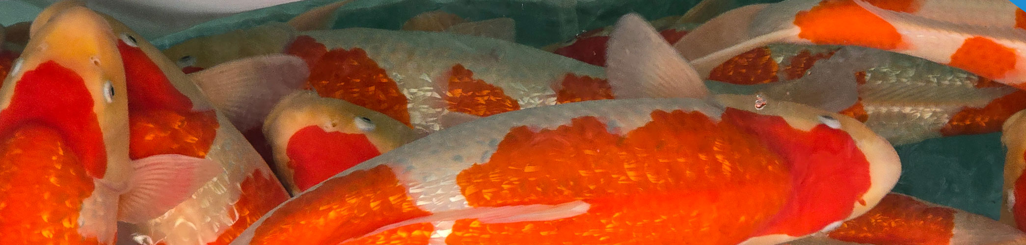 Raccords PVC pression