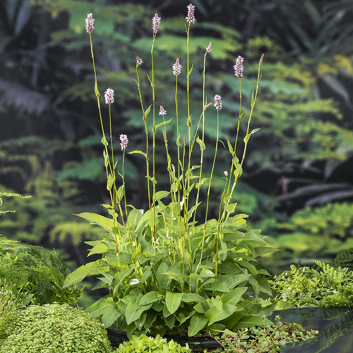 Polygonum bistorta
