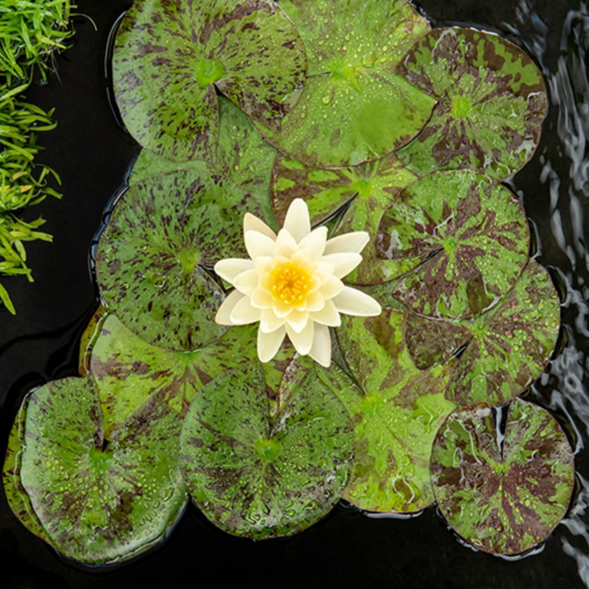 Nenuphar 'Marliacea Chormatella'