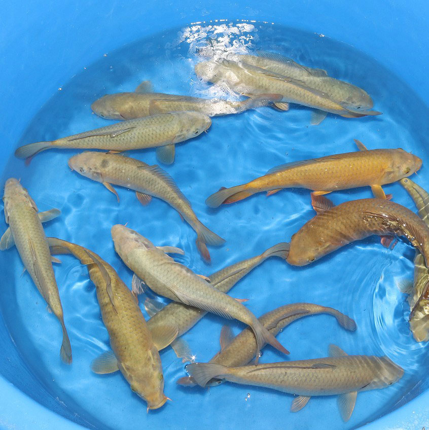 Small nisai chagoi / Marusei