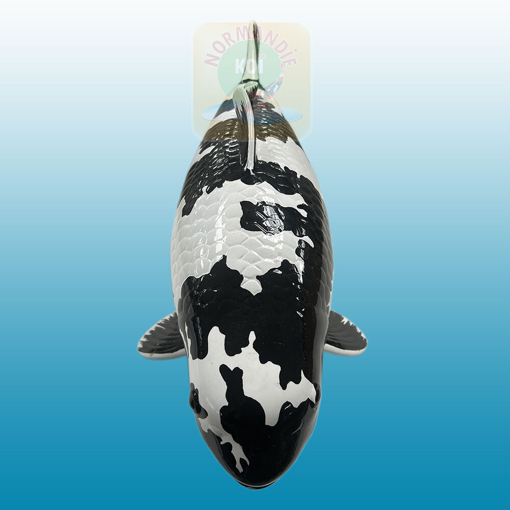 Carpe koï en résine (50cm) Shiro Utsuri