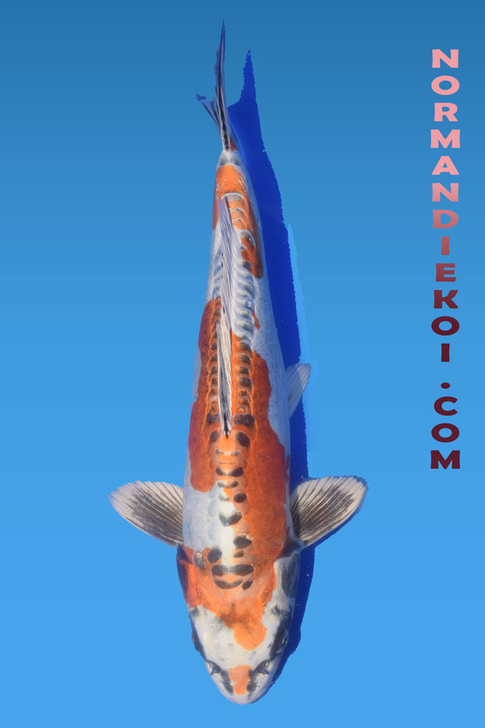 Kin kikokuryu