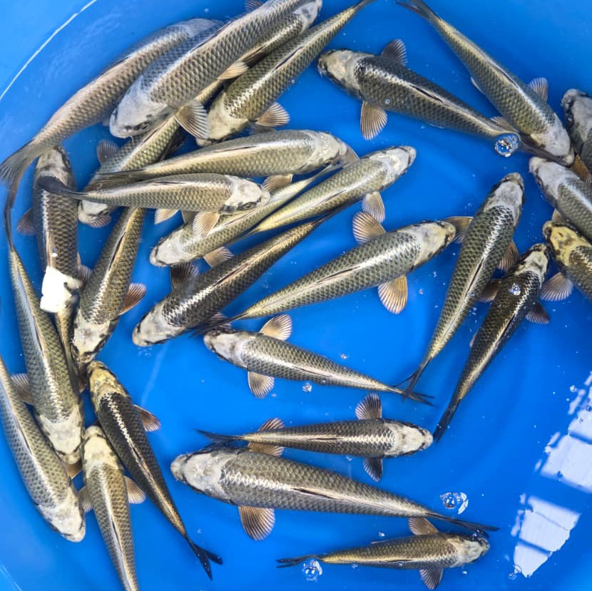 Kabuto / Ikarasahi toshinobu