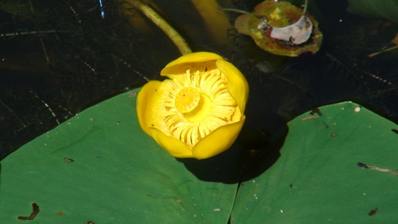 Nuphar luteum
