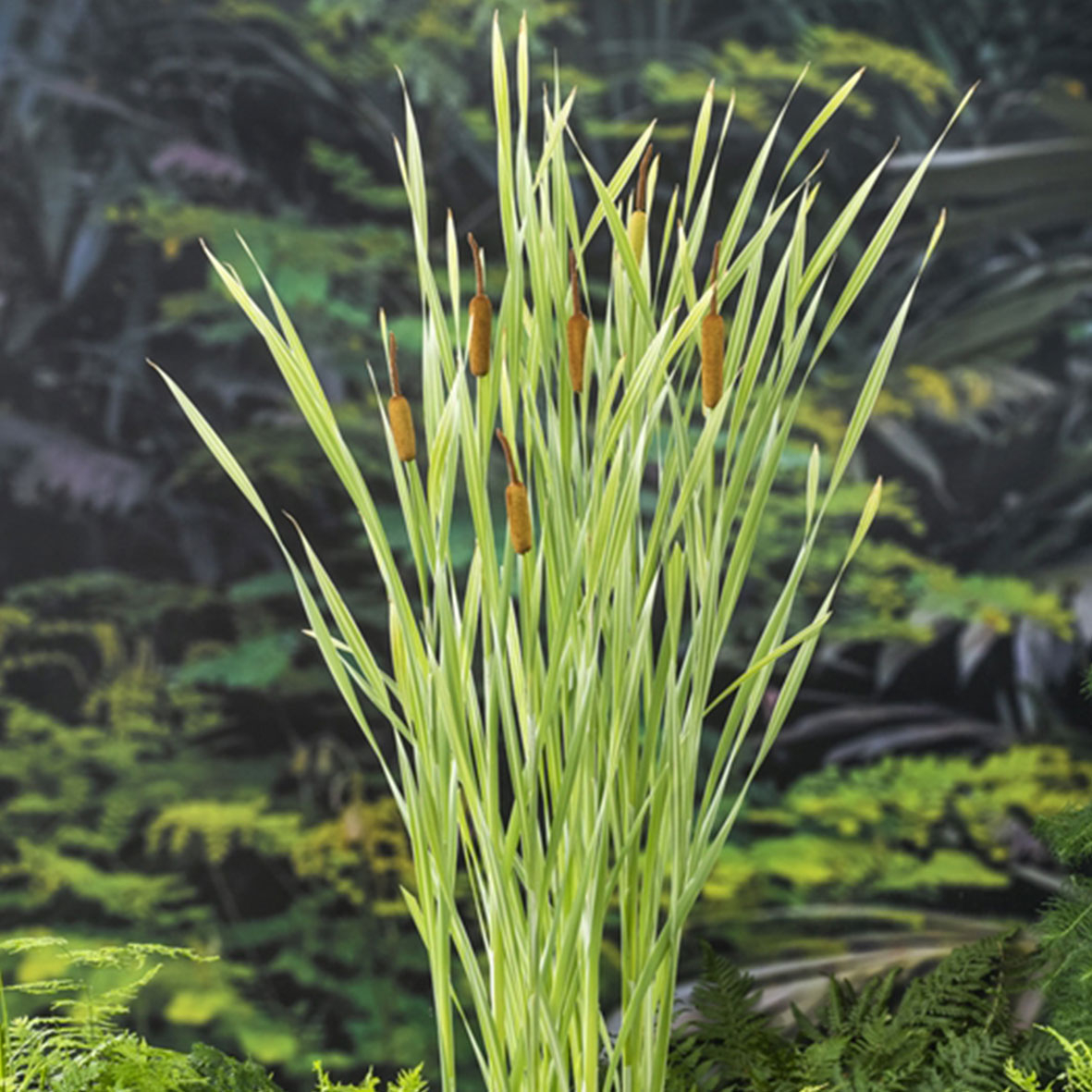 Typha latifolia ‘Variegatus’