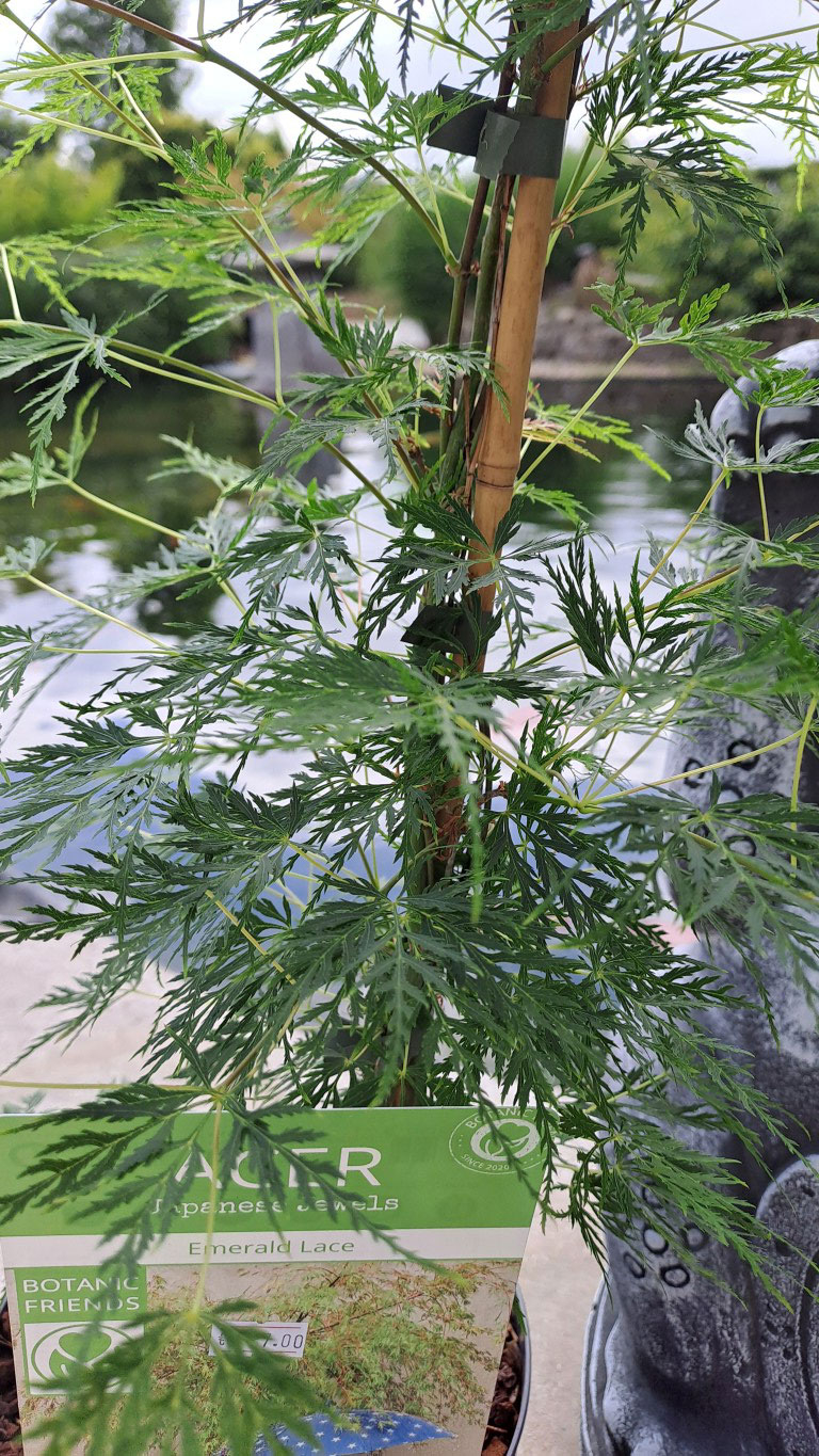 Acer palmatum 'Emerald Lace'