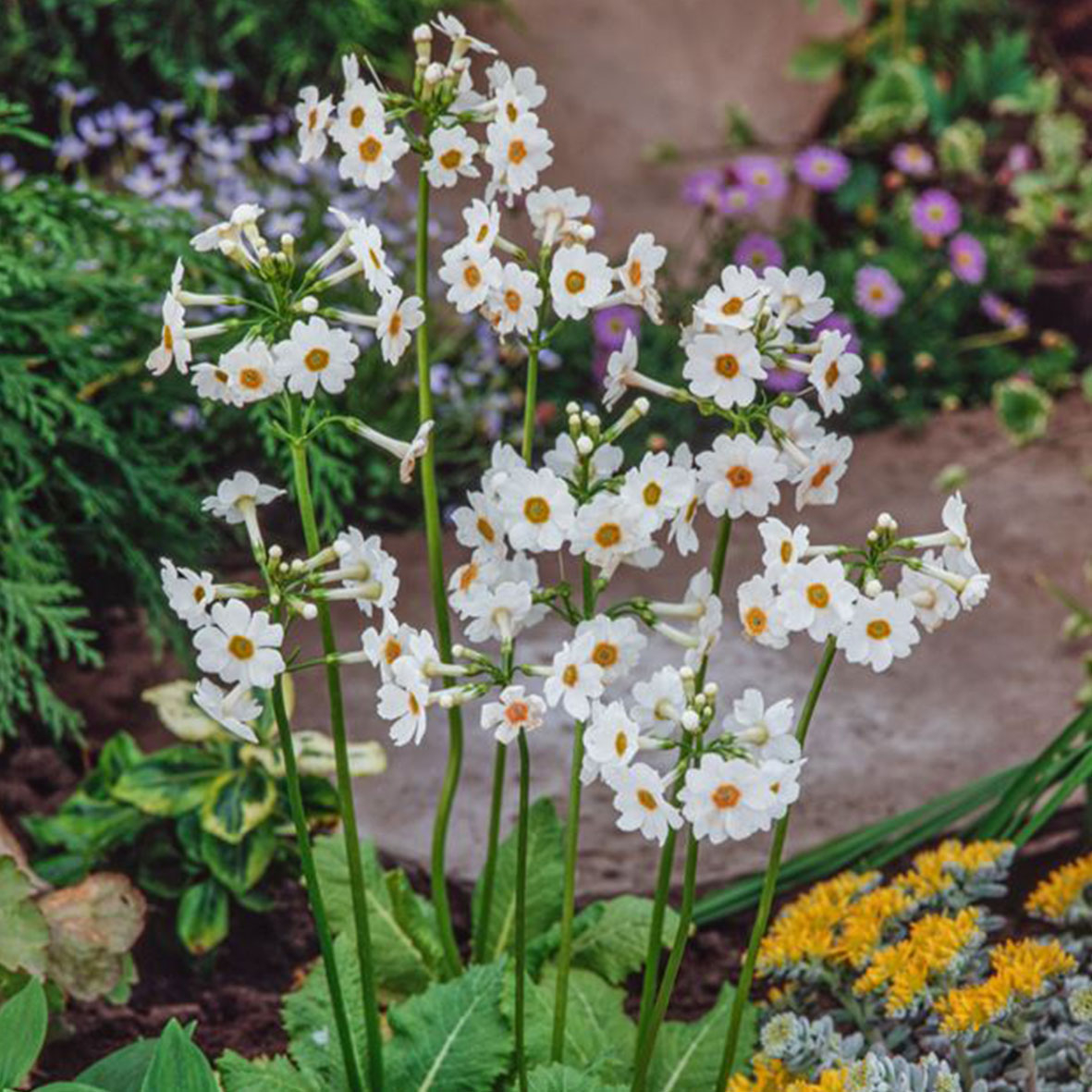Primula japonica Alba
