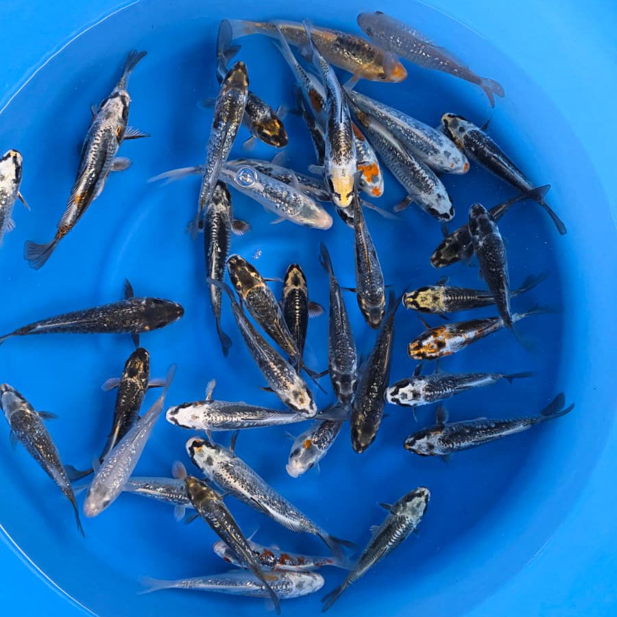 Aragoke / Ikarashi Toshinobu