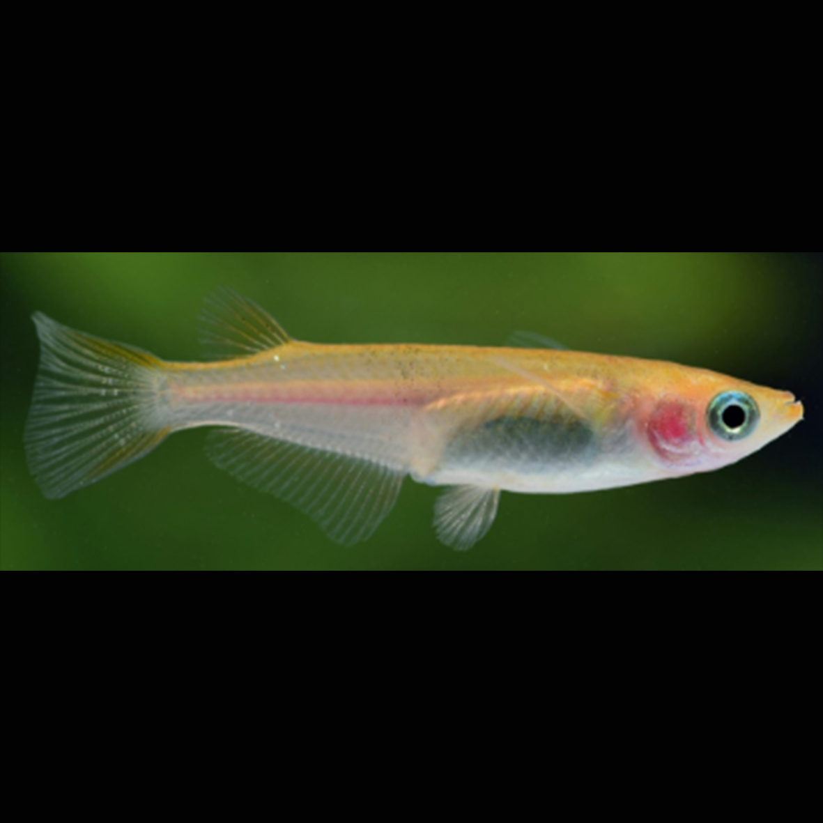 Oryzias Latipes Yellow - Medaka jaune