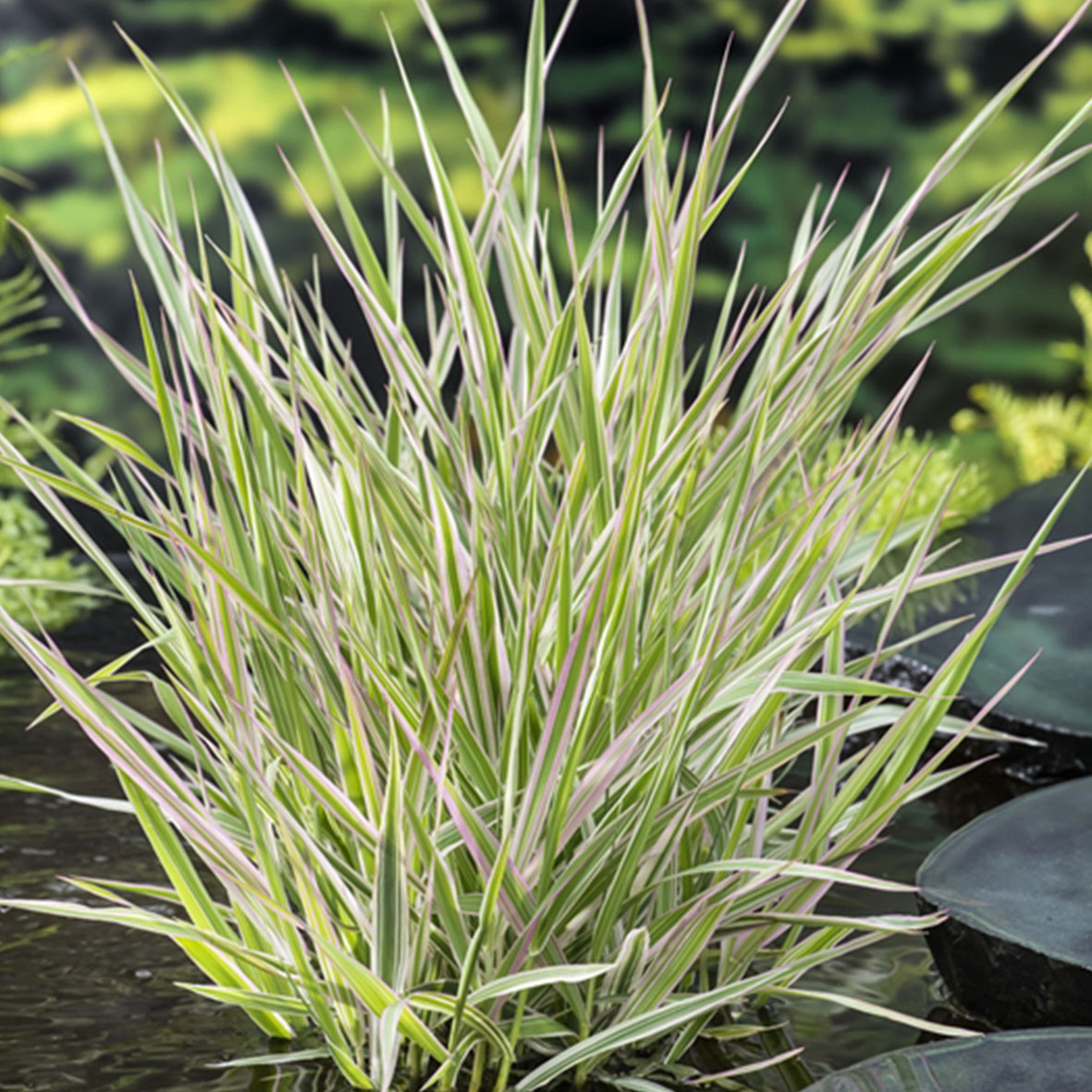 Phalaris arundinacea ‘Picta’