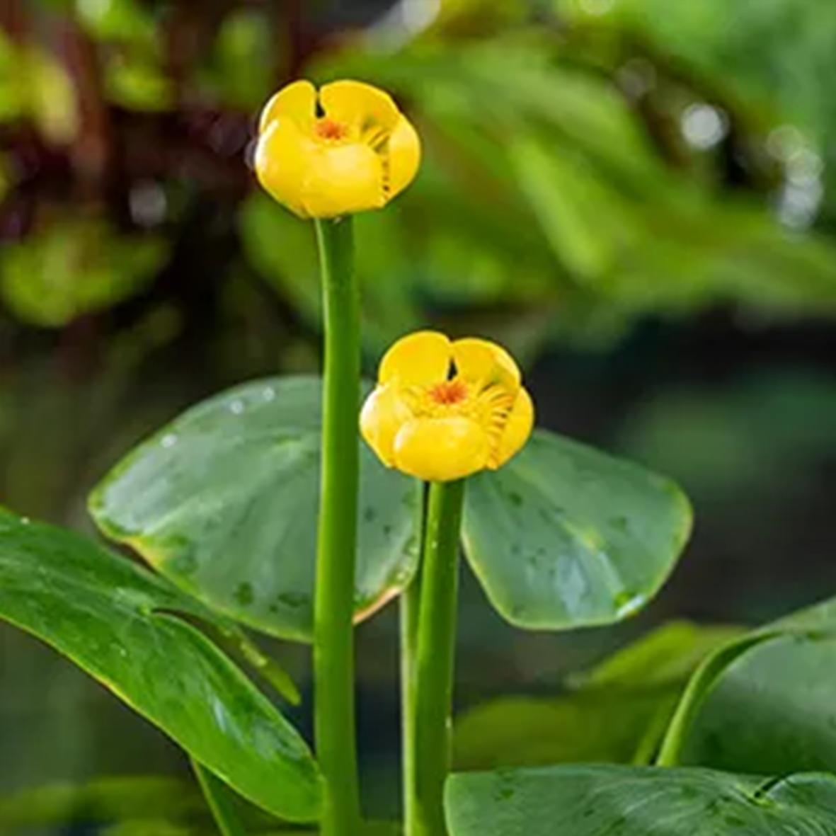 Nuphar Lutea