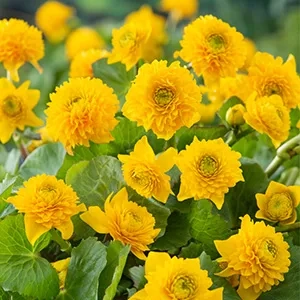 Caltha palustris 'Multiplex'