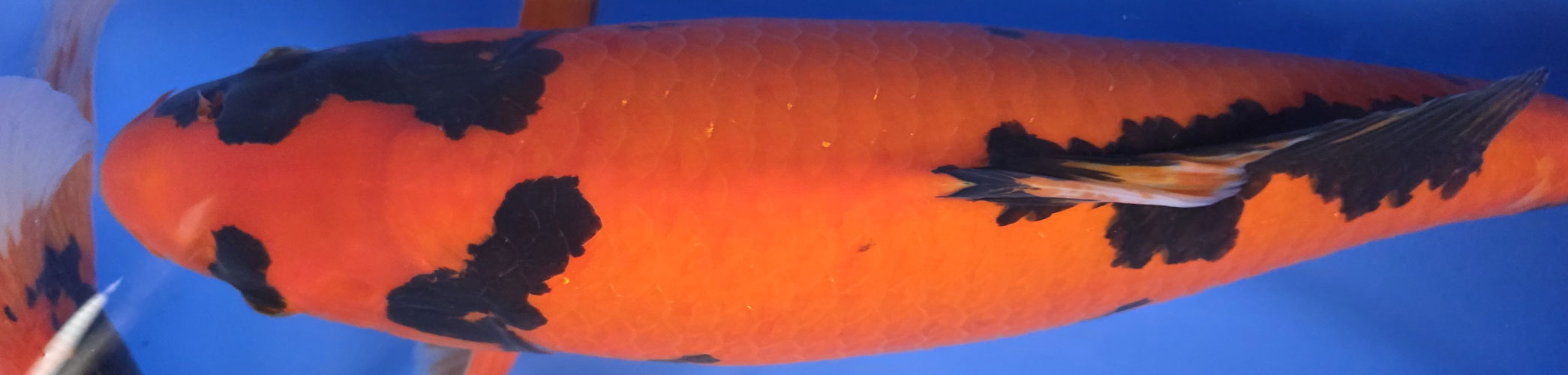 Vannes / Clapet anti-retour