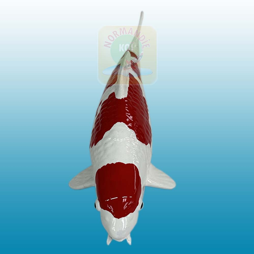 Carpe koï en résine (15 cm)