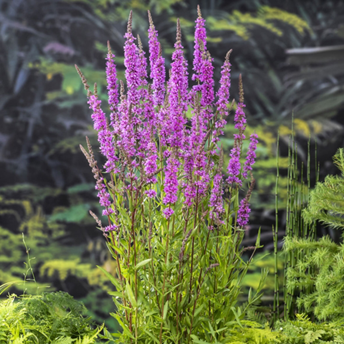 Lythrum salicaria