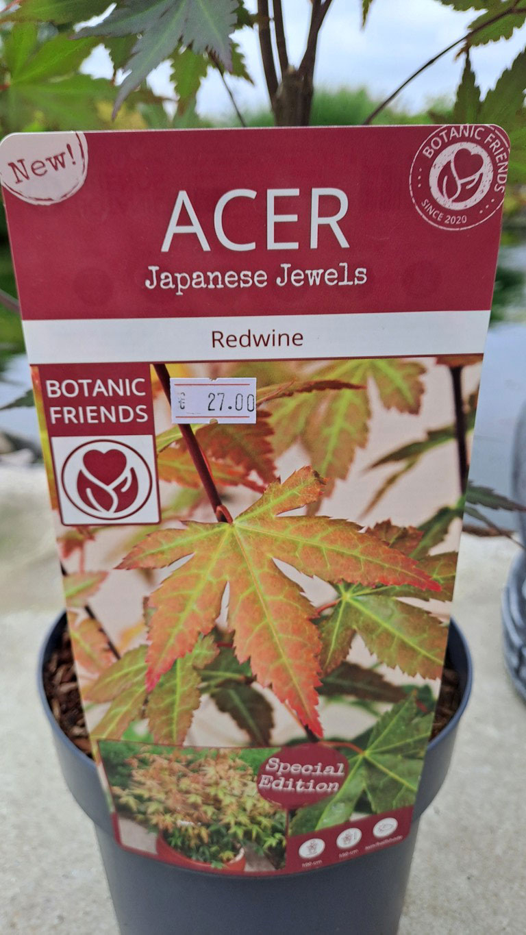 Acer palmatum 'Red Wine'