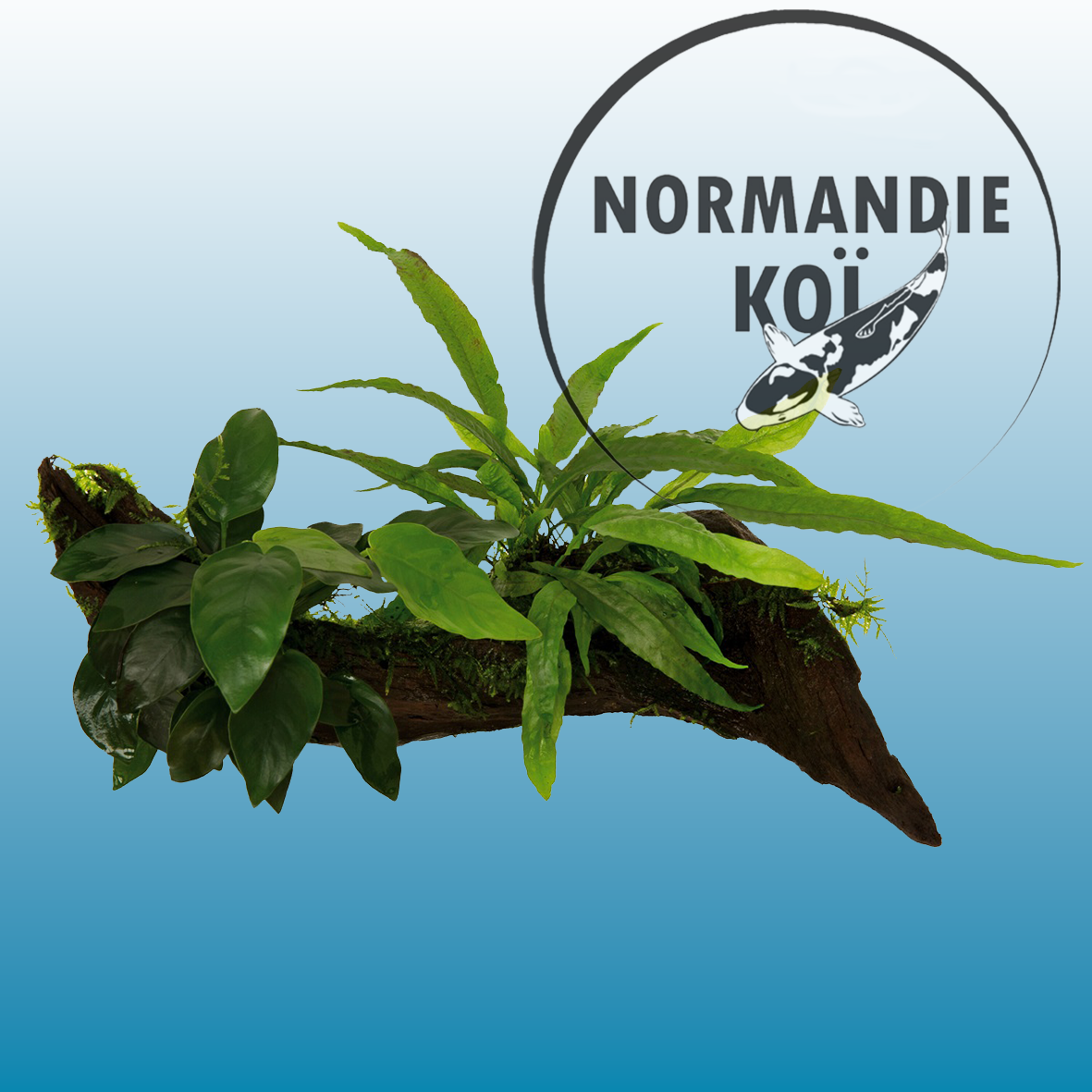 RACINE BOIS ANUBIAS-MICROSORUM-MOSS- M