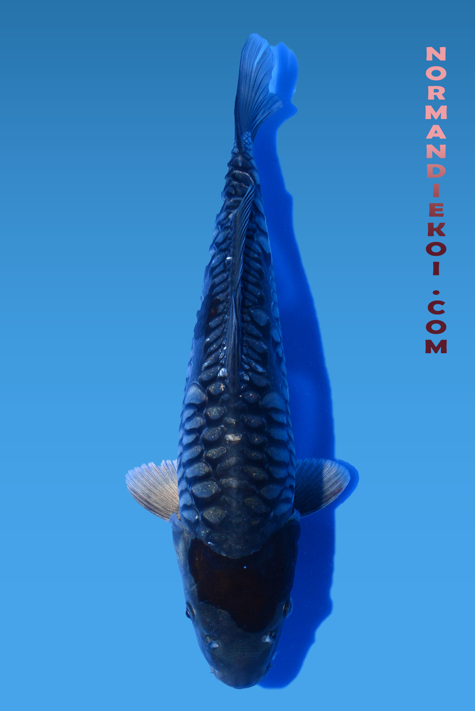 Aragoke ochiba shigure