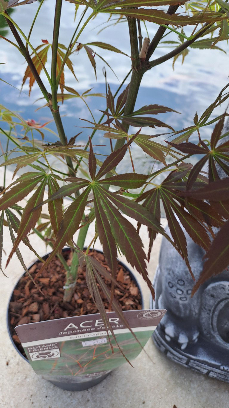 Acer palmatum 'Sumi-nagashi'