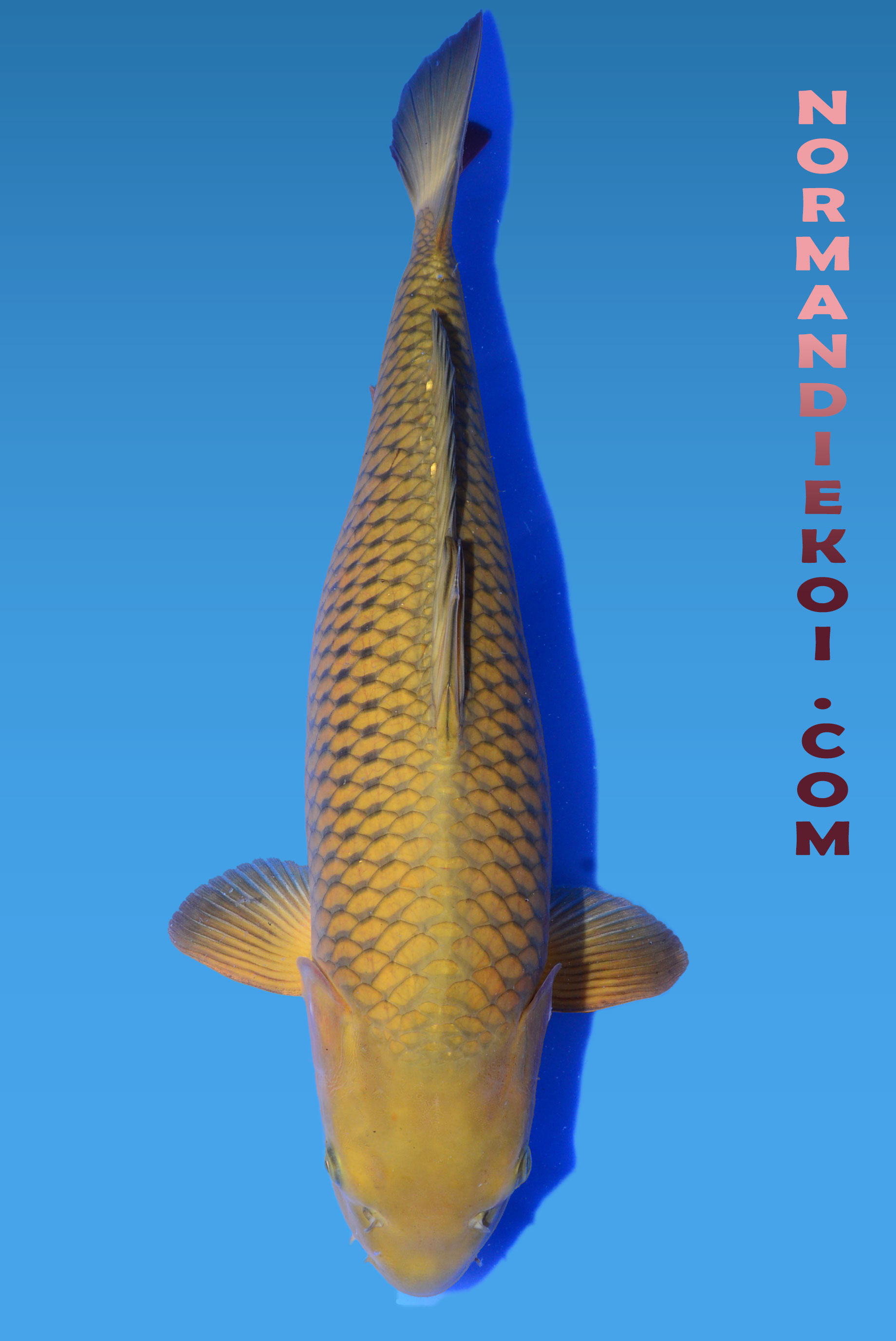 Chagoi