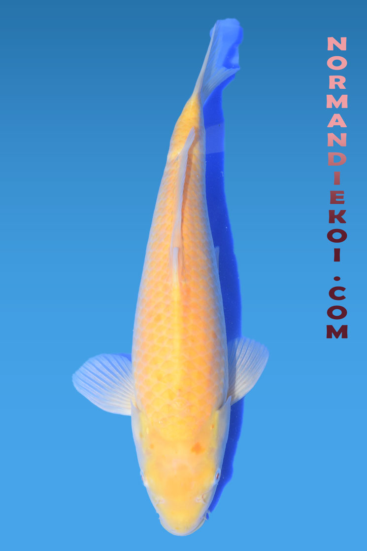 Karashigoi