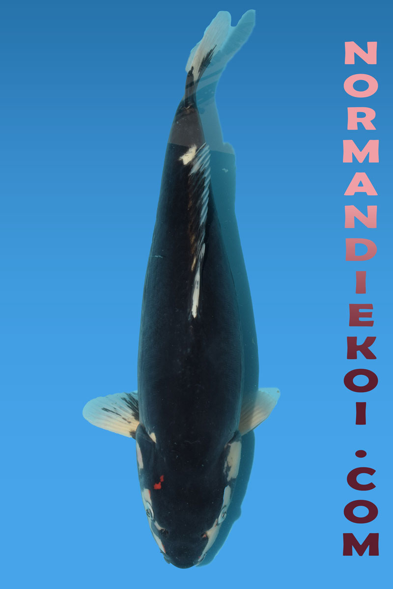 Beni kumonryu