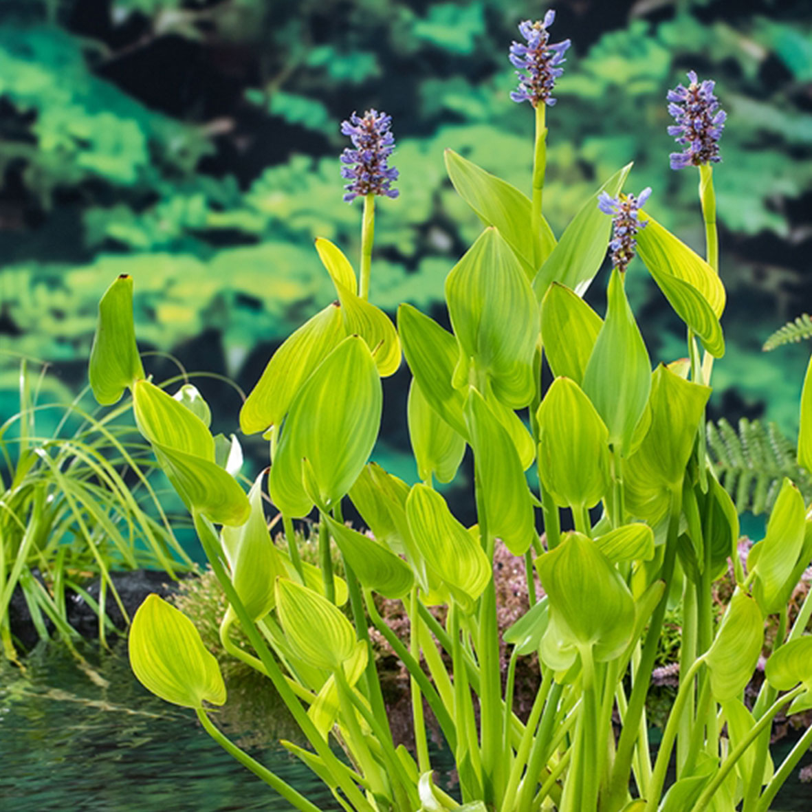 Pontederia cordata