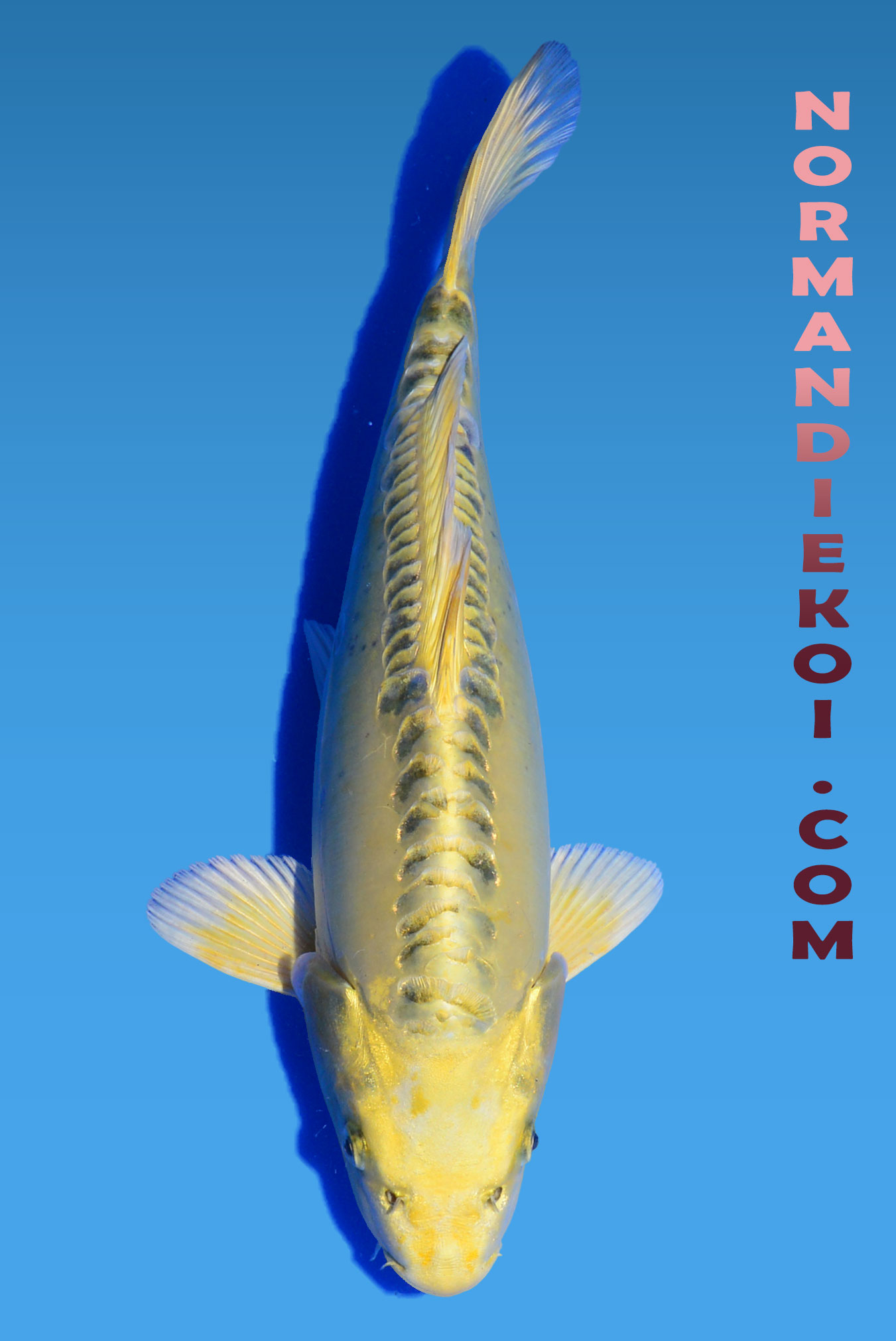 Ki mizuho ogon