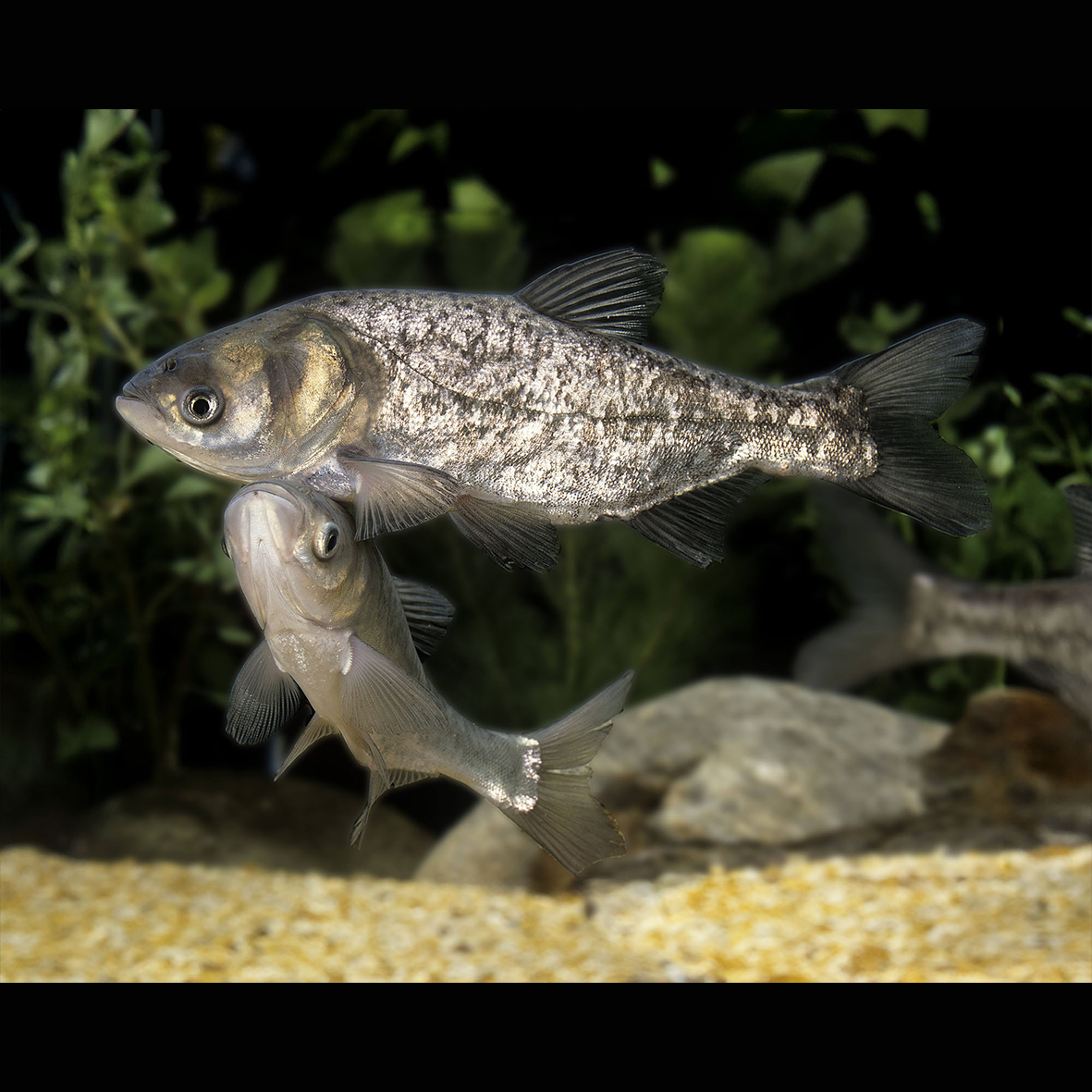 CARPE ARGENTEE 8-11 CM