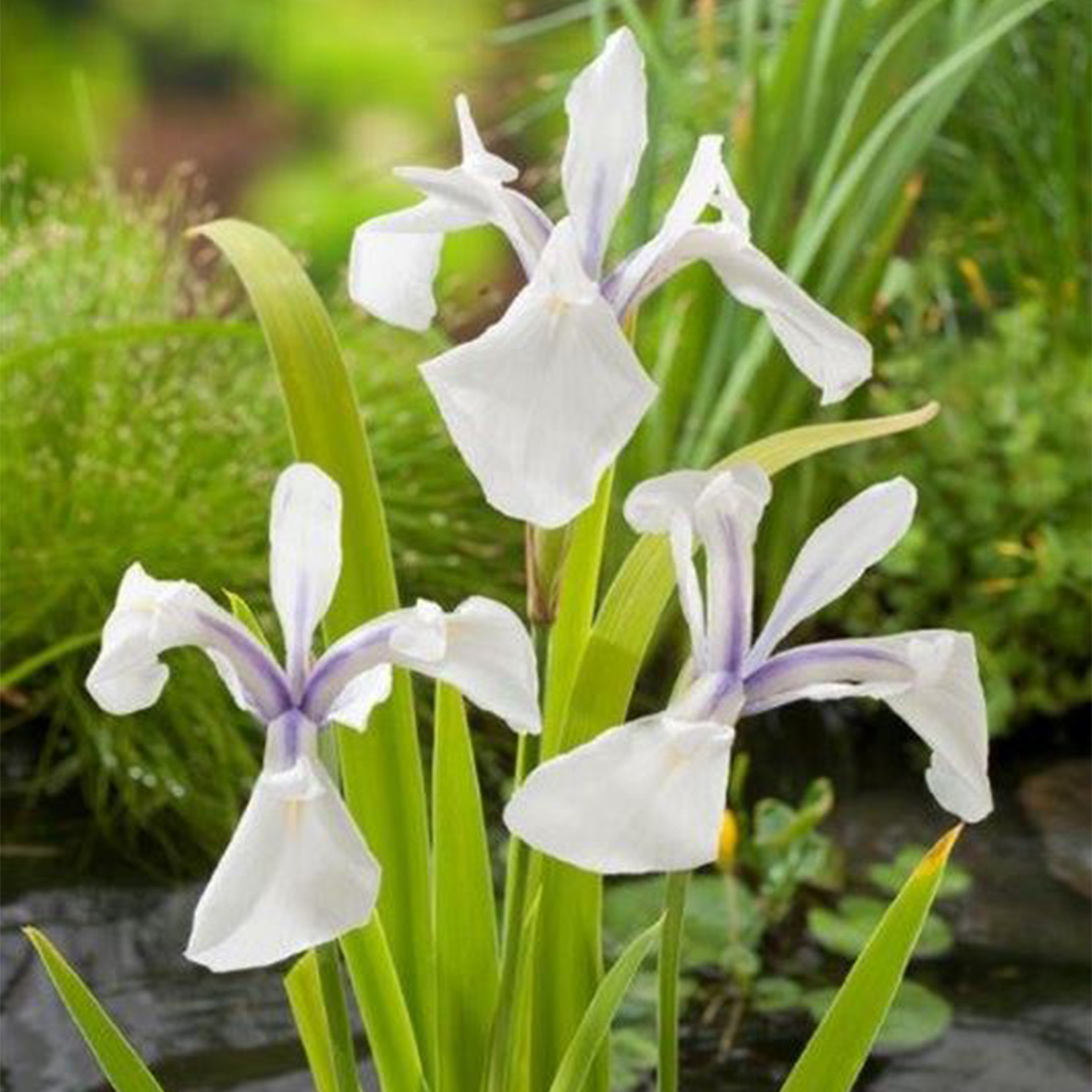 Iris laevigata ‘Snowdrift’