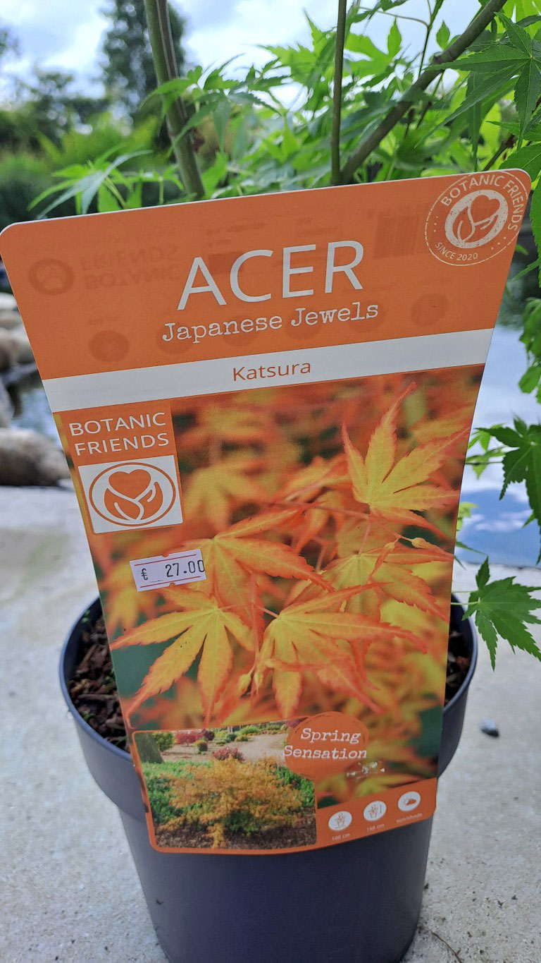 Acer palmatum 'Katsura'
