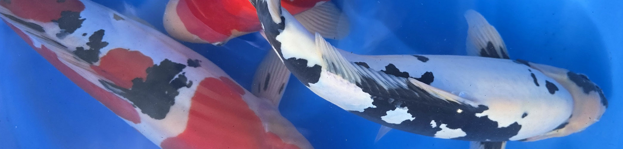 Accessoires de collage