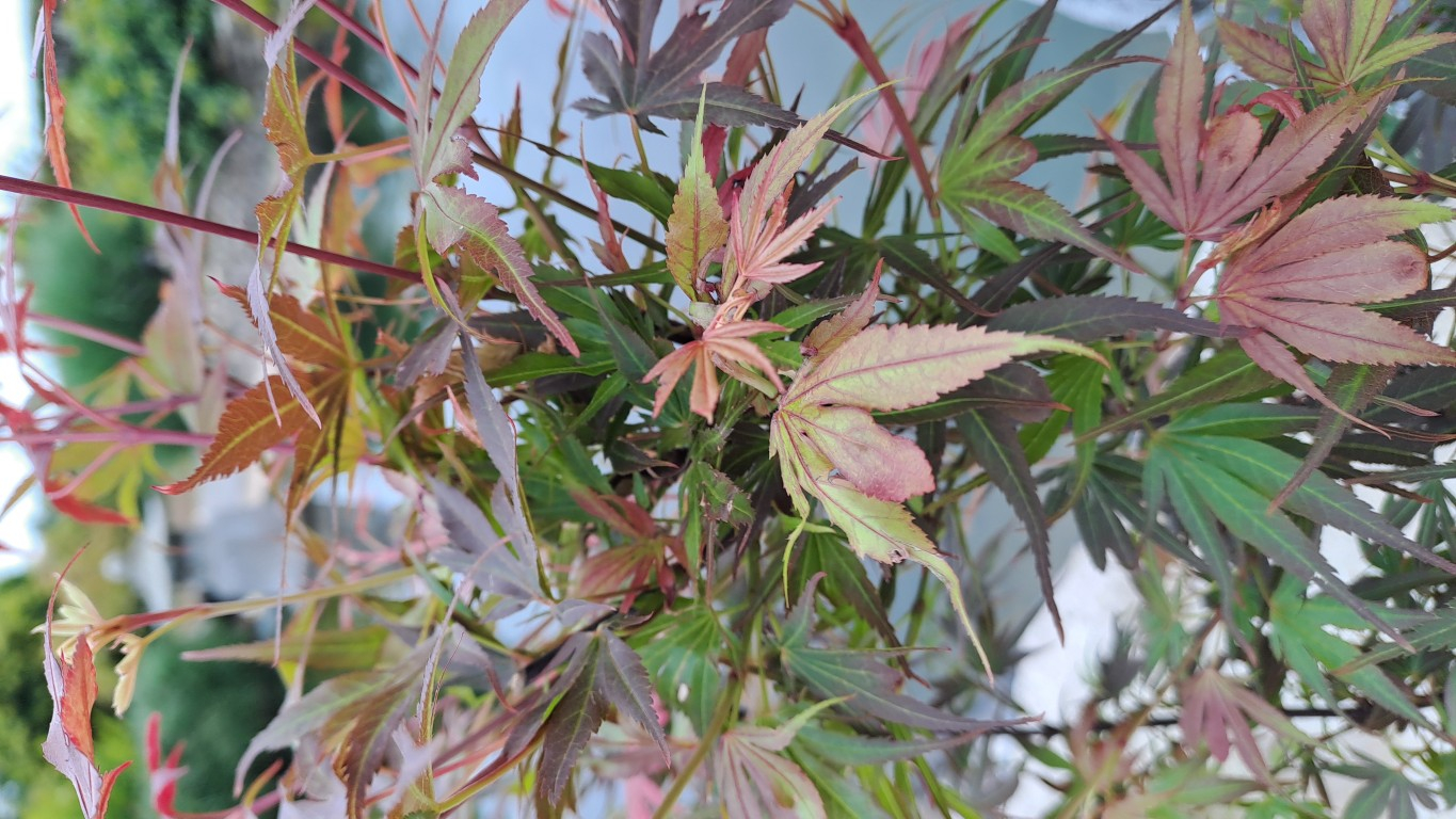 Acer palmatum 'Shaina'