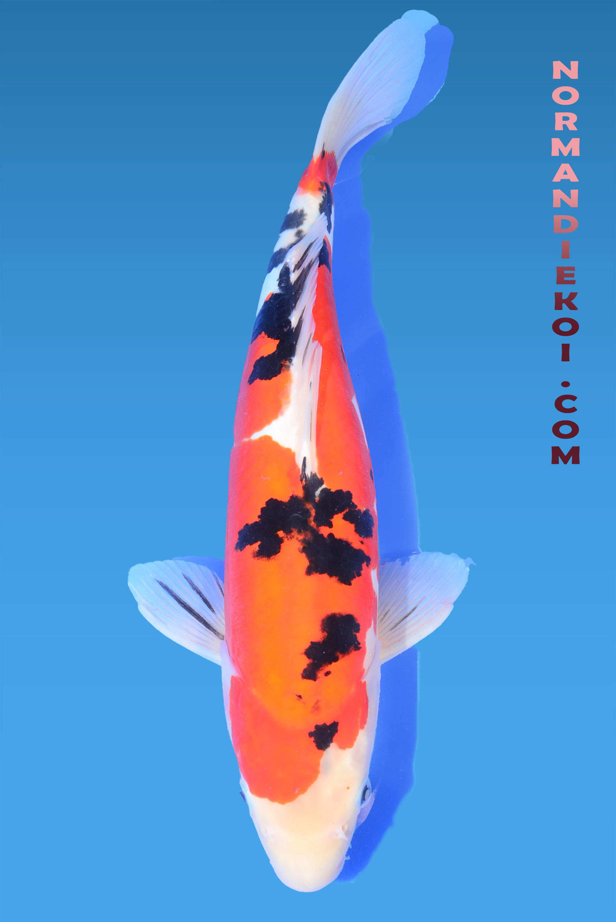 Doitsu sanke