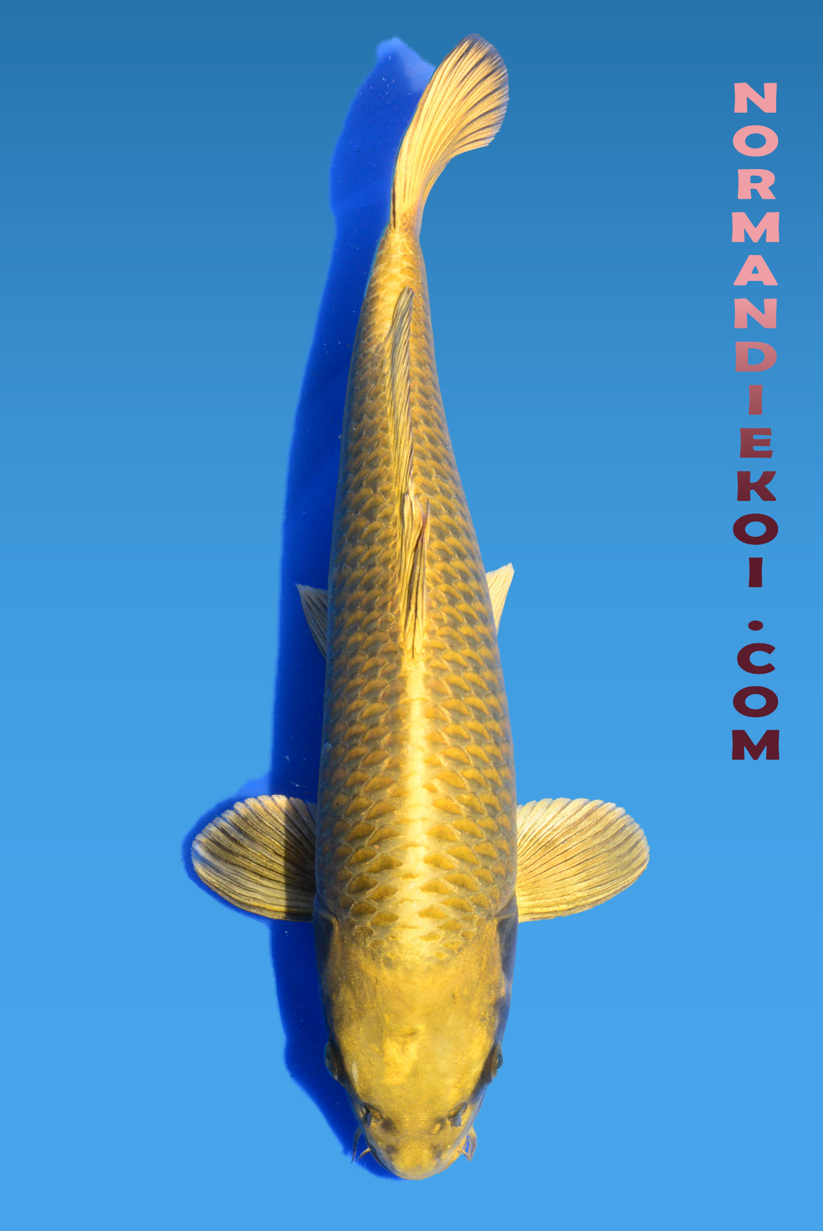 Mukashi ogon
