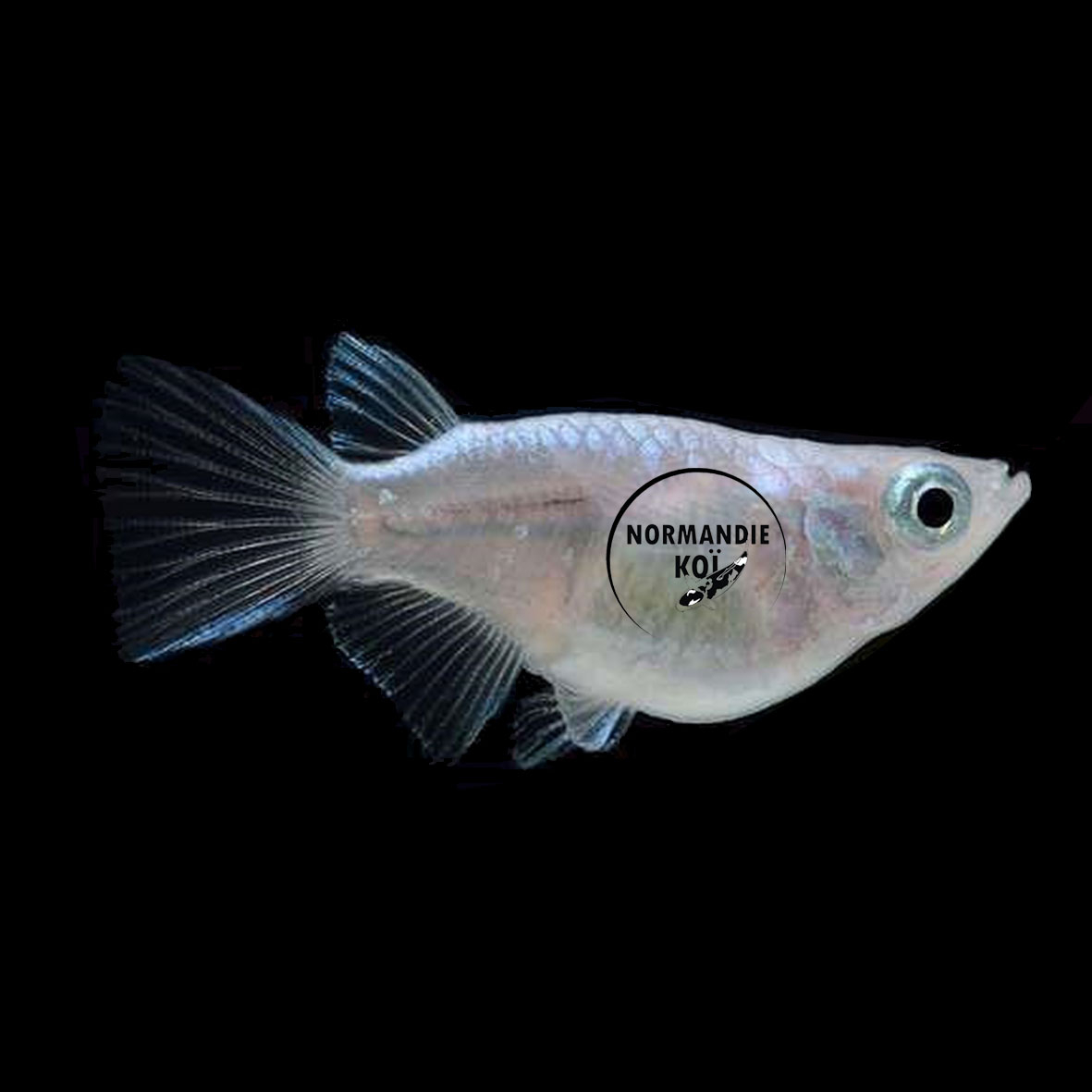 Oryzias latipes - Medaka Daruma HQ