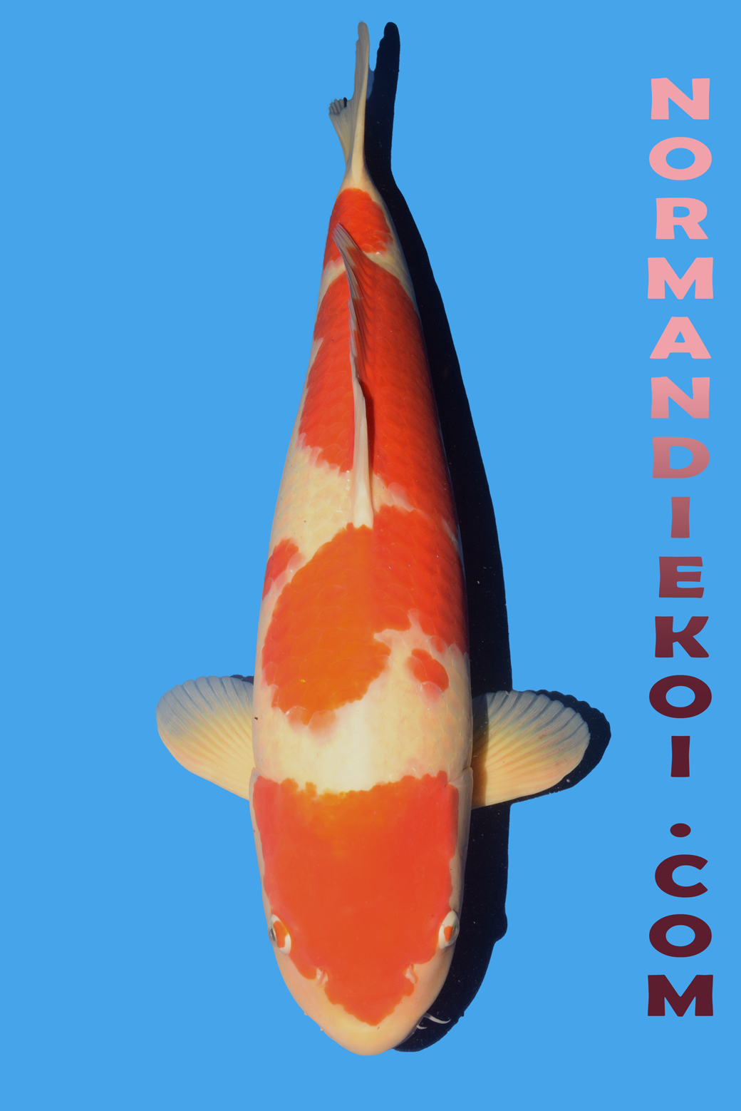 Kohaku