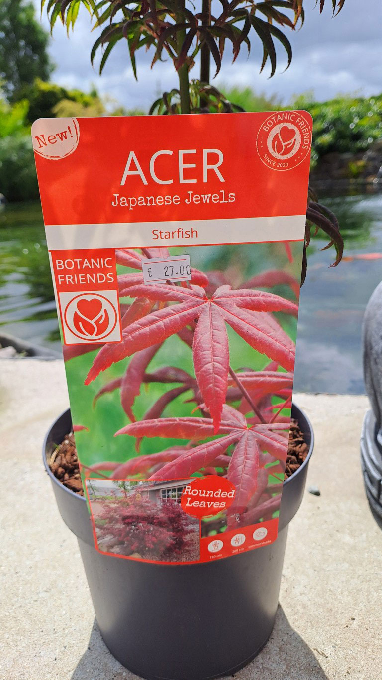 Acer palmatum 'Starfish'®