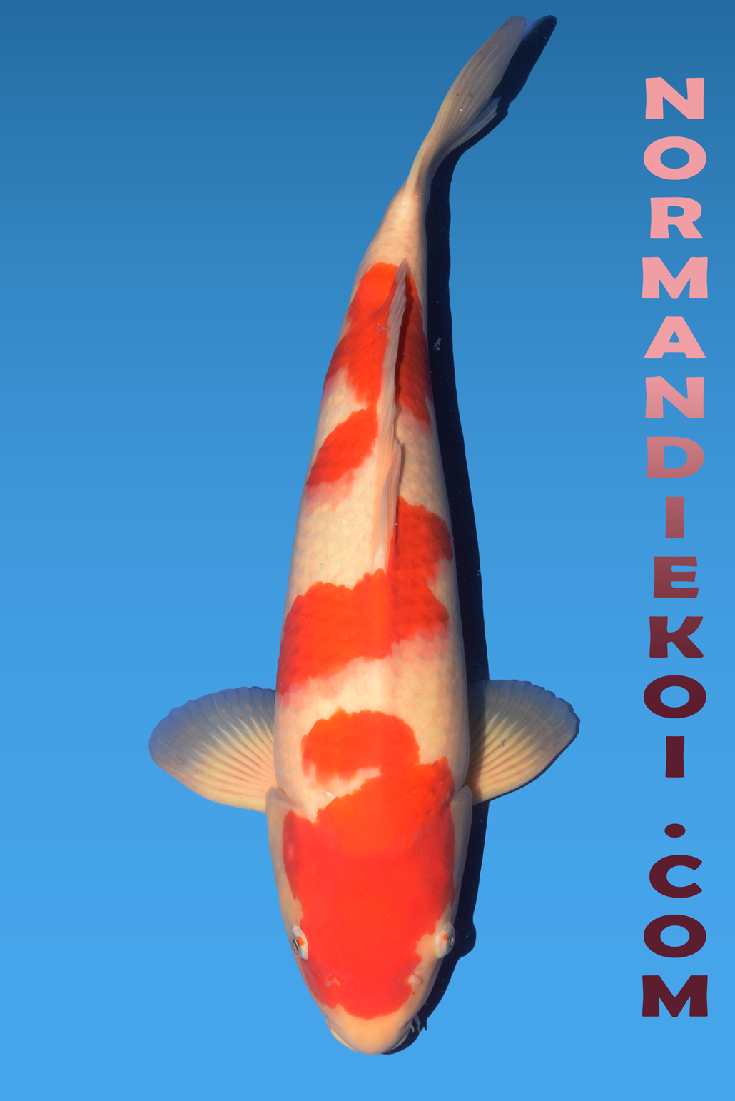 Kohaku