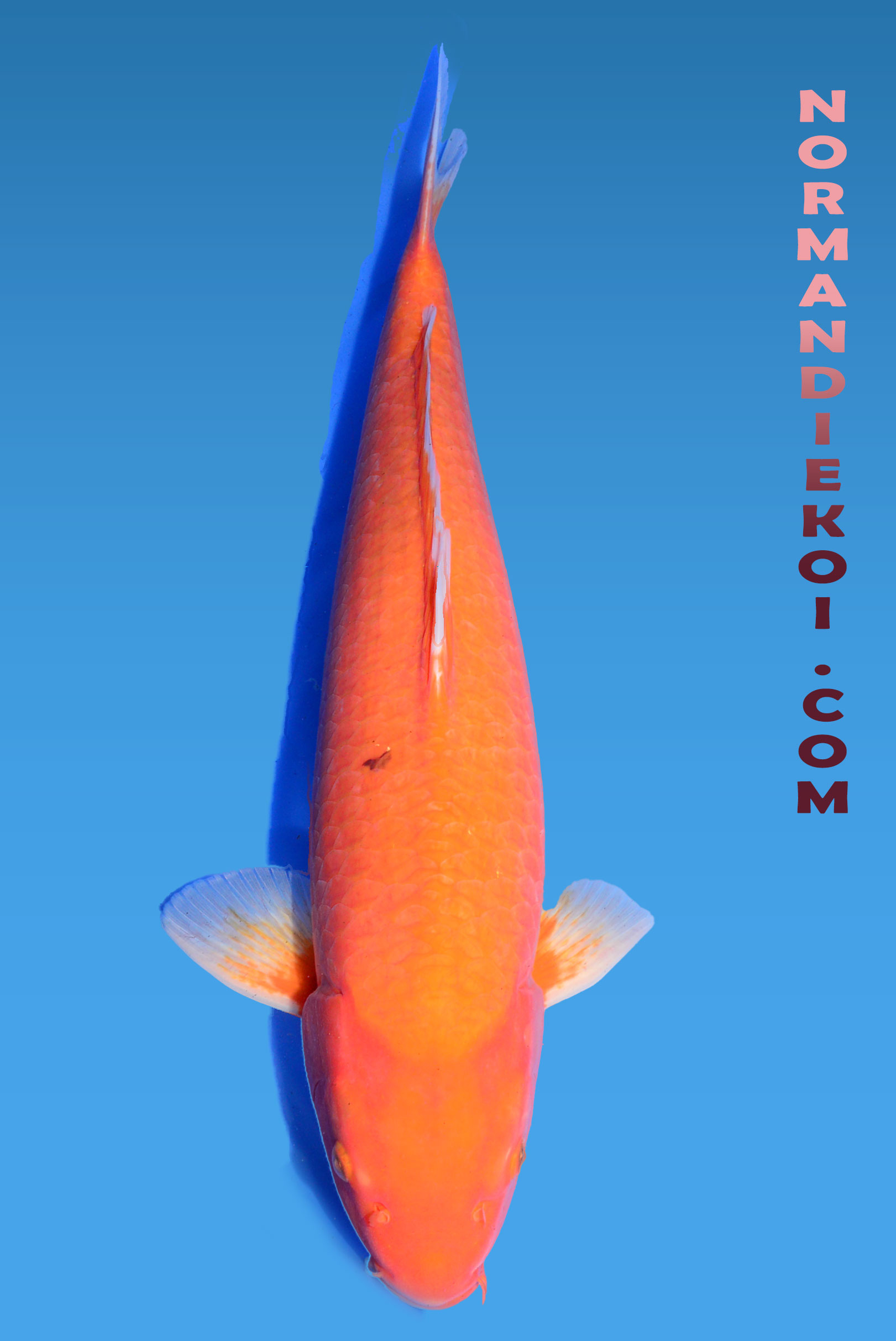 Orenji ogon