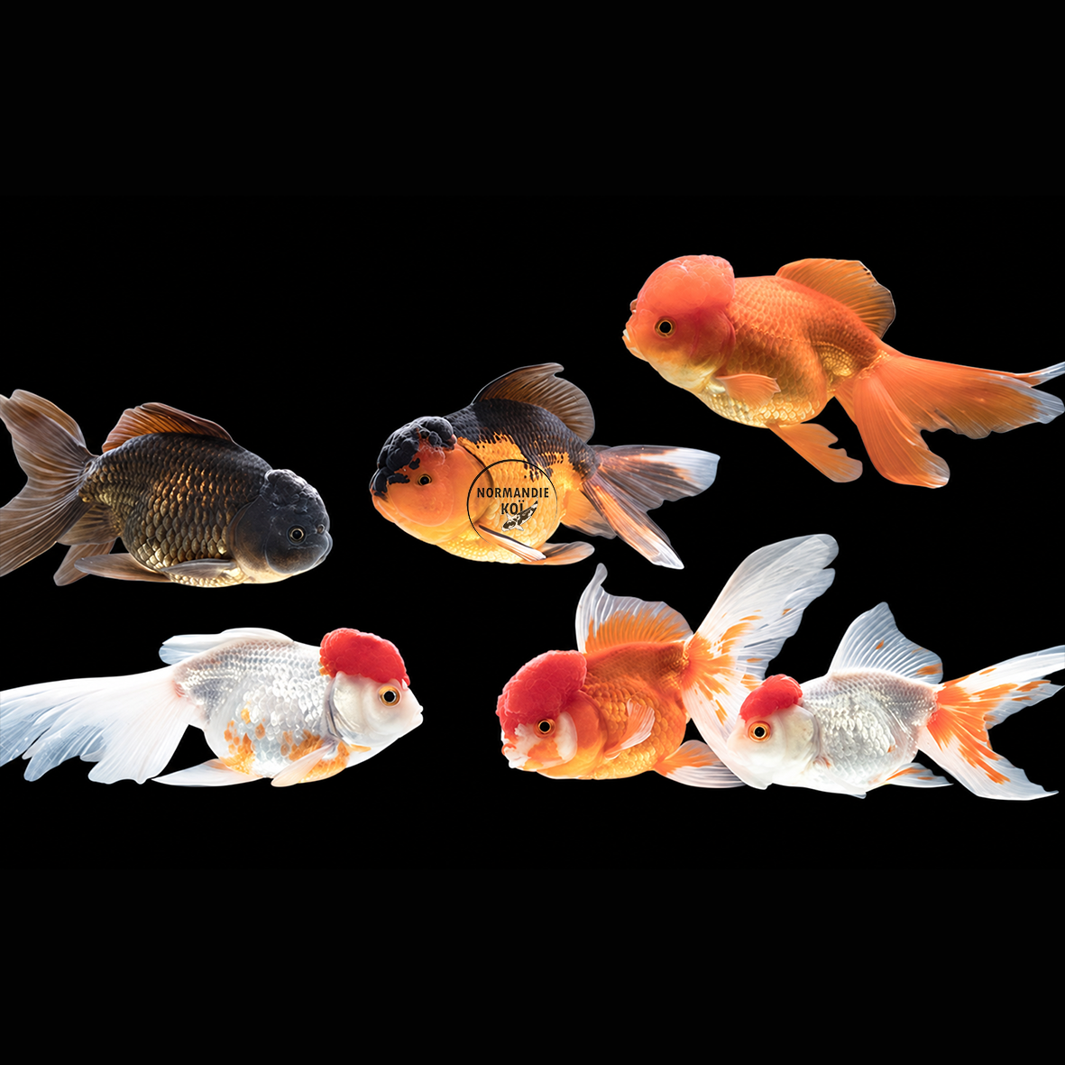 Carassius auratus - Tête de Lion Mix XXL