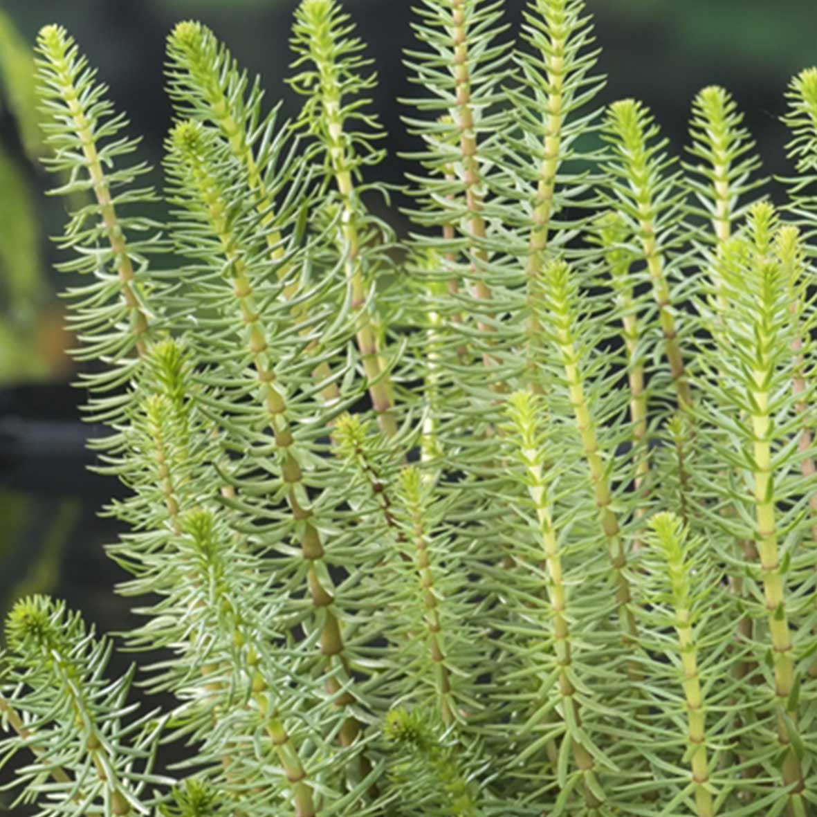 Hippuris vulgaris